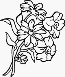 coloriage marguerites et narcisses